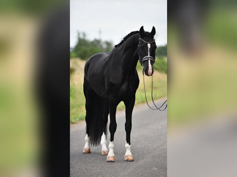 KWPN Castrone 3 Anni 170 cm Morello in Balatonfüred