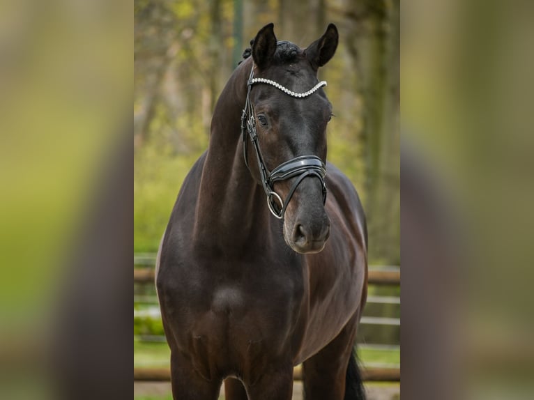 KWPN Castrone 3 Anni 170 cm Morello in Loon op Zand