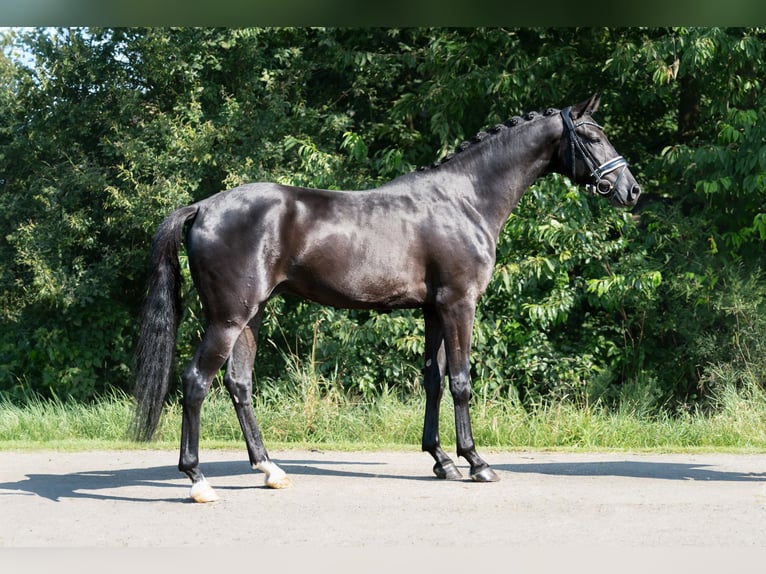 KWPN Castrone 3 Anni 170 cm Morello in Oosterhout