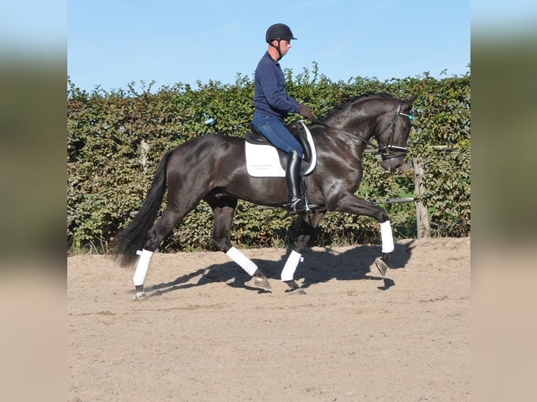 KWPN Castrone 3 Anni 170 cm Morello in Prinsenbeek