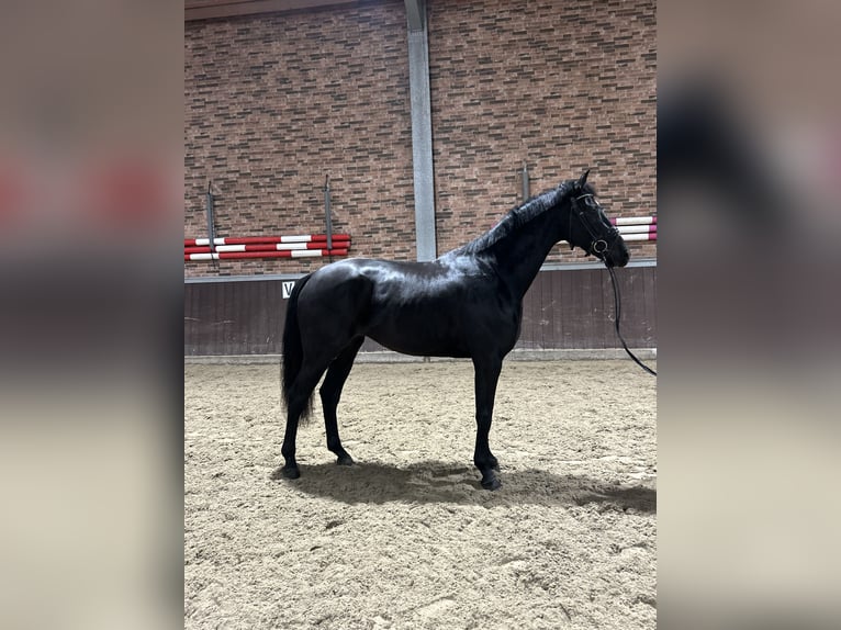 KWPN Castrone 3 Anni 170 cm Morello in PurmerendPurmerend