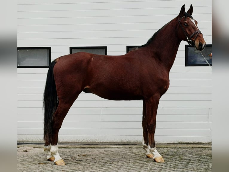 KWPN Castrone 3 Anni 170 cm Sauro in Someren
