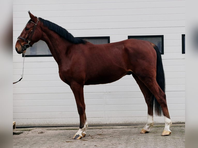 KWPN Castrone 3 Anni 170 cm Sauro in Someren