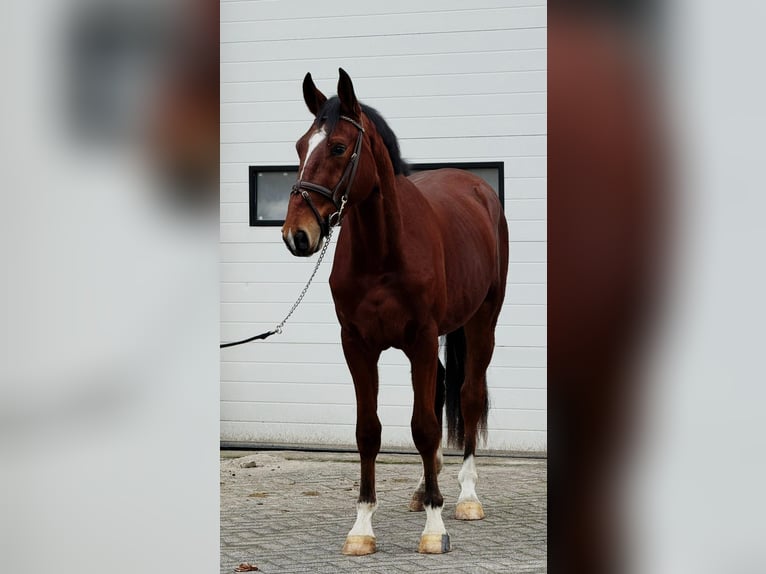 KWPN Castrone 3 Anni 170 cm Sauro in Someren