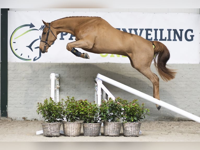 KWPN Castrone 3 Anni 170 cm Sauro scuro in Heerde