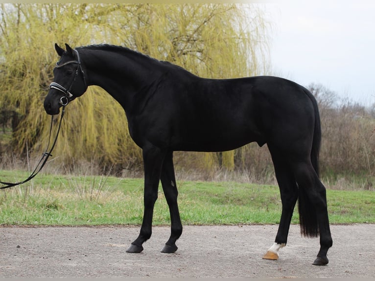 KWPN Castrone 3 Anni 171 cm Morello in Alsóörs
