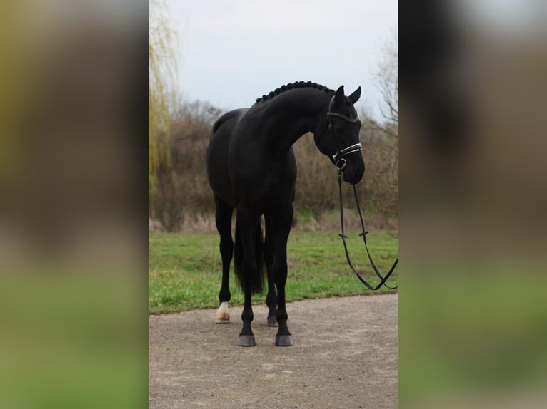 KWPN Castrone 3 Anni 171 cm Morello in Alsóörs