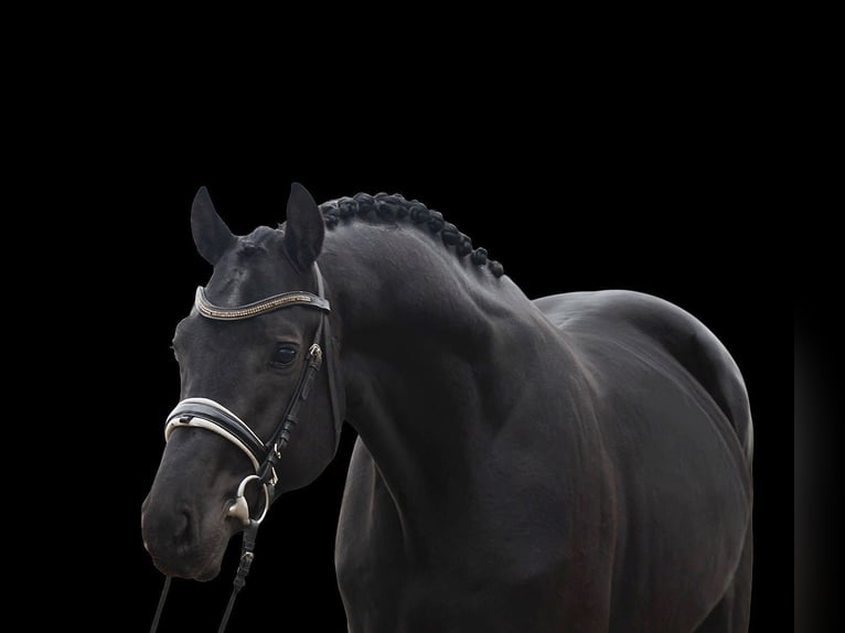 KWPN Castrone 3 Anni 171 cm Morello in Alsóörs