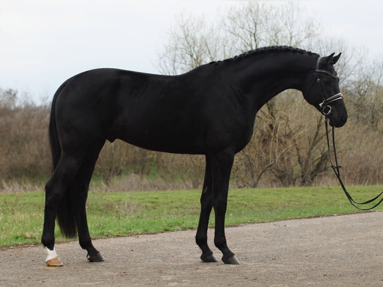 KWPN Castrone 3 Anni 171 cm Morello in Alsóörs