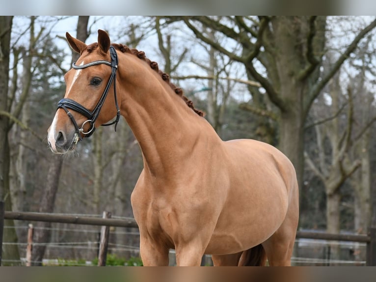 KWPN Castrone 3 Anni 171 cm Sauro in Loon op Zand