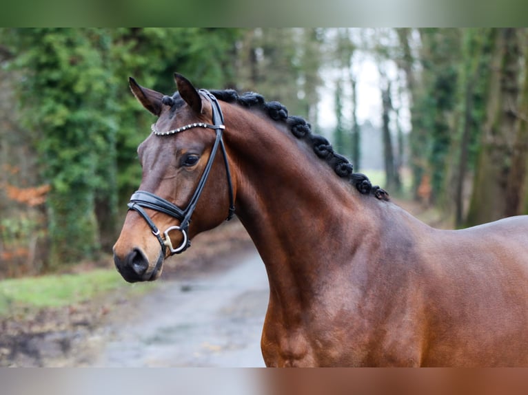 KWPN Castrone 3 Anni 172 cm Baio in Lienen