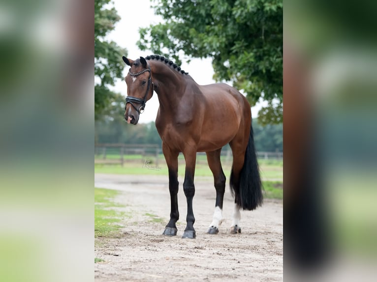 KWPN Castrone 3 Anni 172 cm Baio in Peer
