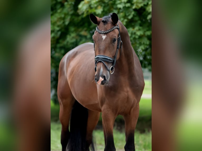 KWPN Castrone 3 Anni 172 cm Baio in Peer