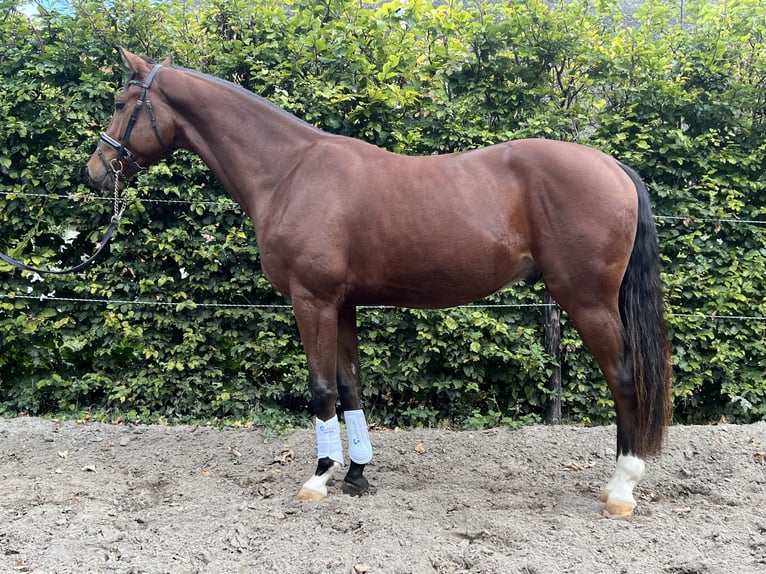 KWPN Castrone 3 Anni 172 cm Baio in Slootdorp