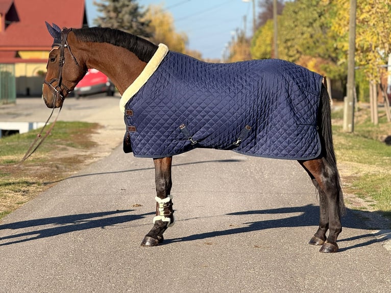 KWPN Castrone 3 Anni 172 cm Baio in &#xD6;cs&#xF6;d