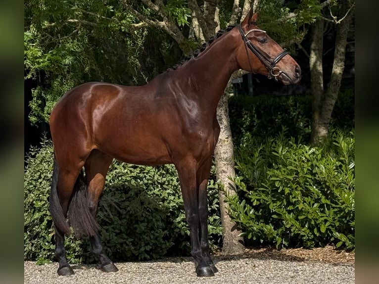 KWPN Castrone 3 Anni 172 cm Baio in Groot-Ammers