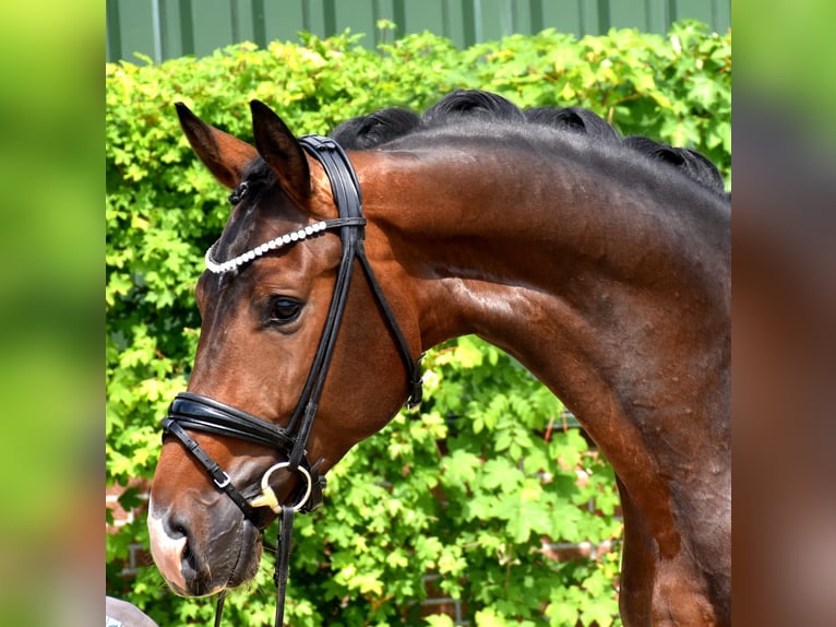 KWPN Castrone 3 Anni 172 cm  in Neuss