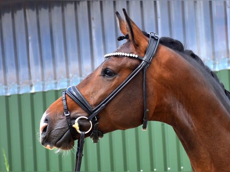 KWPN Castrone 3 Anni 172 cm  in Neuss