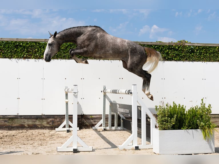 KWPN Castrone 3 Anni 172 cm Grigio in Waddinxveen