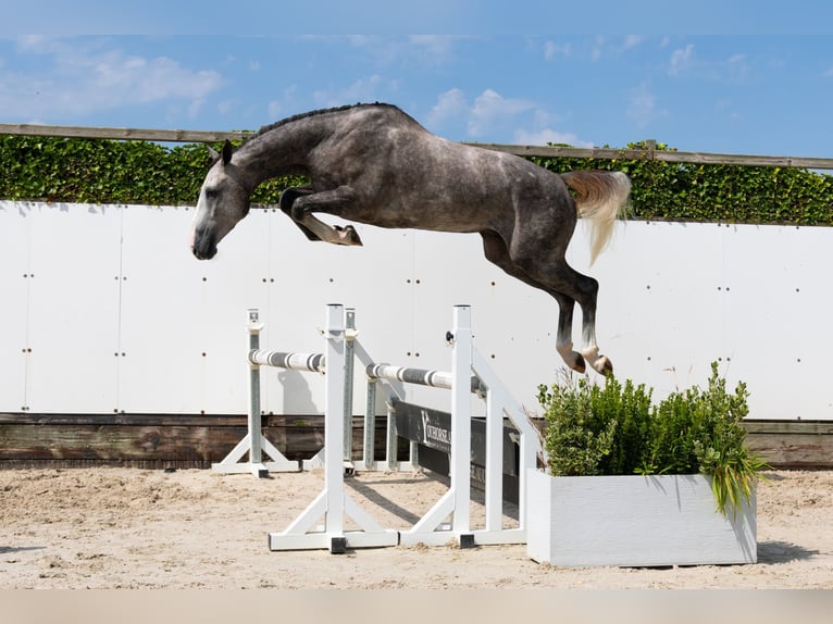 KWPN Castrone 3 Anni 172 cm Grigio in Waddinxveen