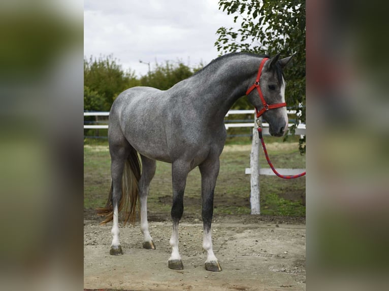 KWPN Castrone 3 Anni 172 cm Grigio pezzato in Besek