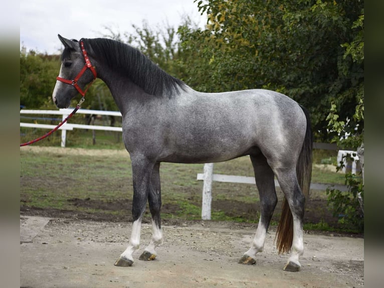 KWPN Castrone 3 Anni 172 cm Grigio pezzato in Besek