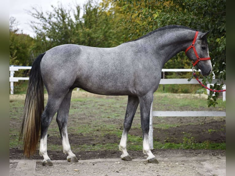 KWPN Castrone 3 Anni 172 cm Grigio pezzato in Besek