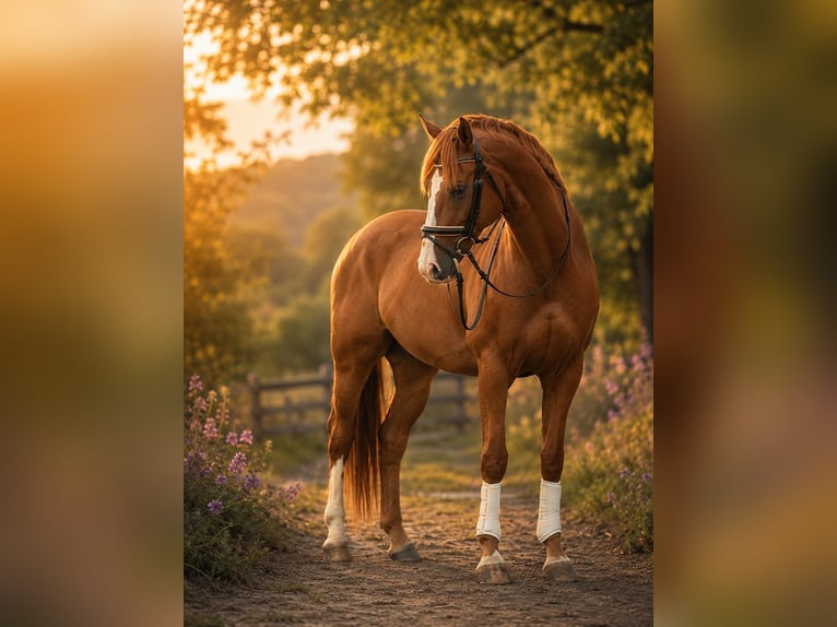 KWPN Castrone 3 Anni 172 cm Sauro in Großheide