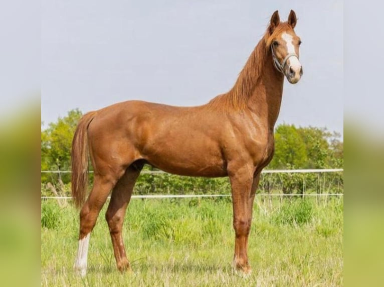 KWPN Castrone 3 Anni 172 cm Sauro in Großheide