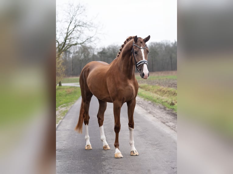 KWPN Castrone 3 Anni 172 cm Sauro in Oosterhout