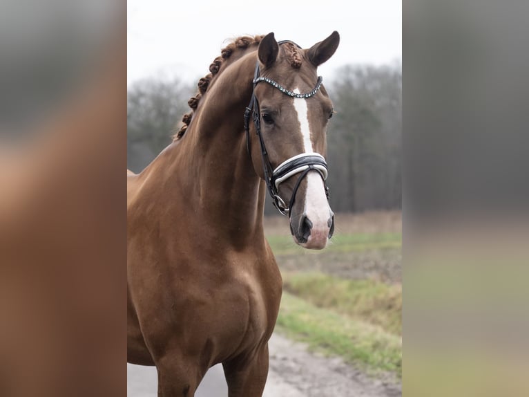 KWPN Castrone 3 Anni 172 cm Sauro in Oosterhout