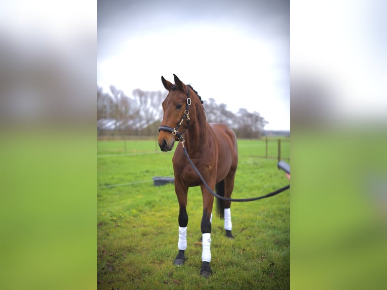 KWPN Castrone 3 Anni 172 cm Sauro scuro in Nieuw-Vennep