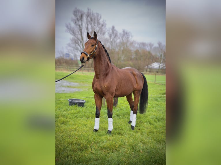 KWPN Castrone 3 Anni 172 cm Sauro scuro in Nieuw-Vennep