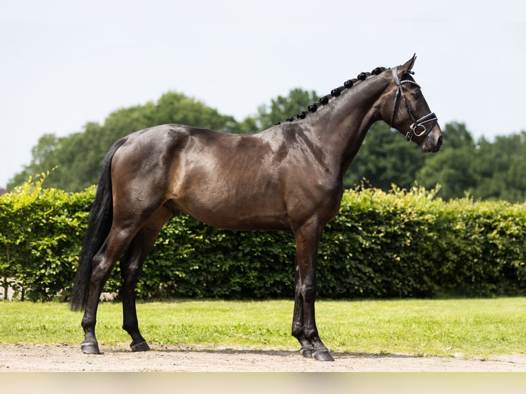 KWPN Castrone 3 Anni 173 cm Baio scuro in Vledderveen