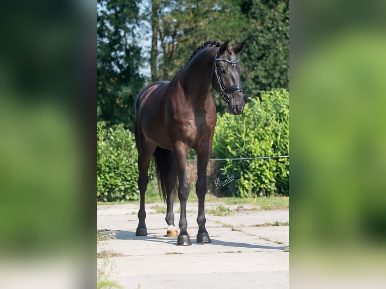 KWPN Castrone 3 Anni 174 cm Morello in Weert