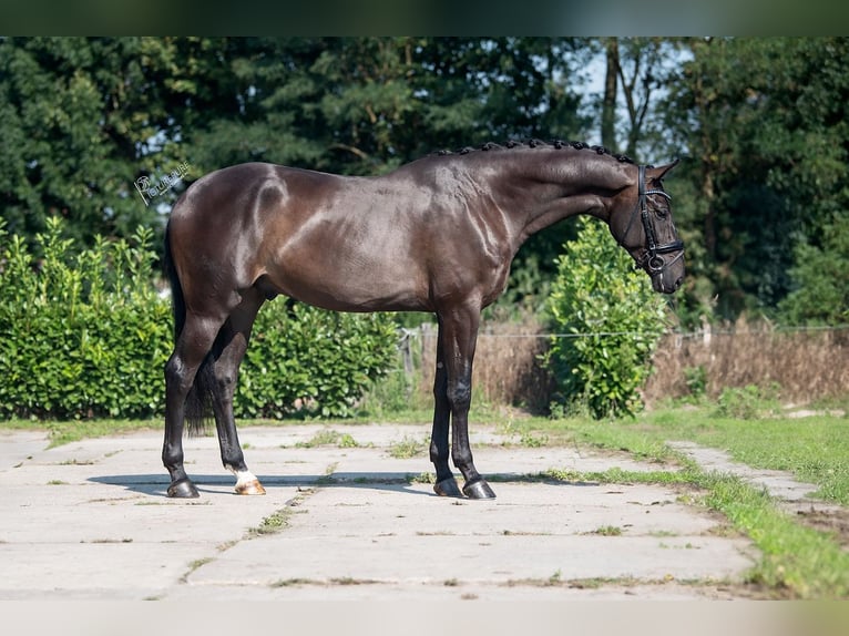 KWPN Castrone 3 Anni 174 cm Morello in Weert