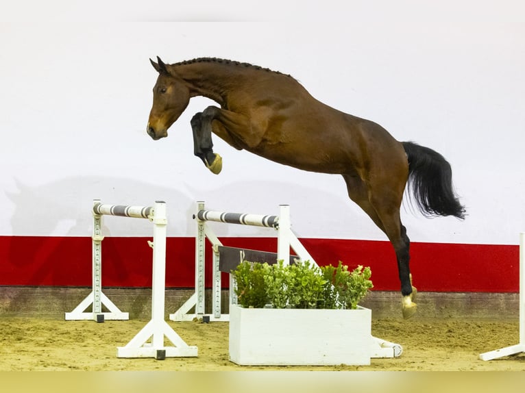 KWPN Castrone 3 Anni 175 cm Baio in Waddinxveen