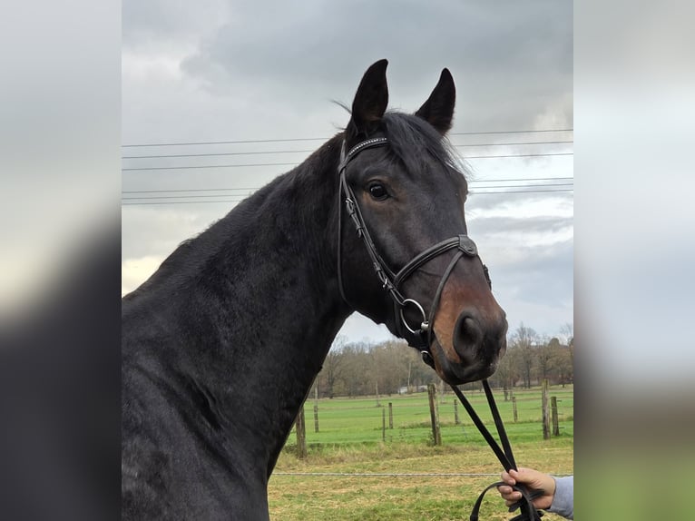 KWPN Castrone 3 Anni 175 cm Baio nero in Wachtendonk