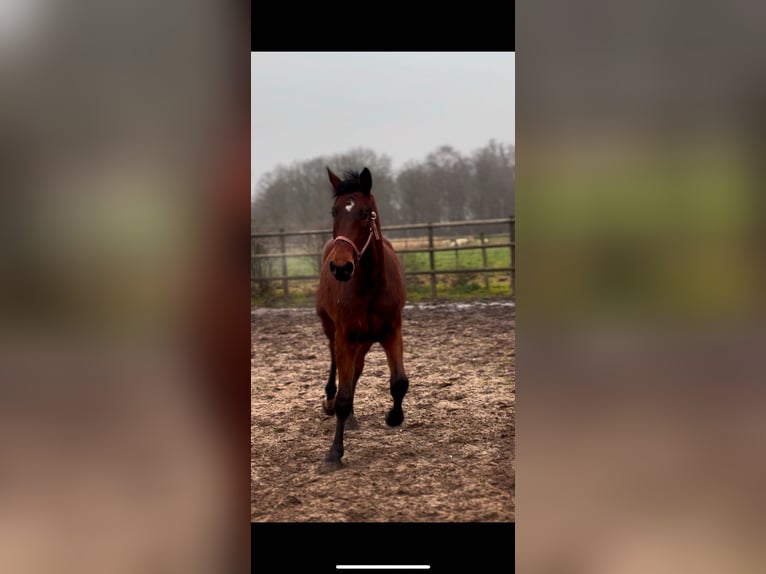 KWPN Castrone 3 Anni 175 cm Baio scuro in Venhorst