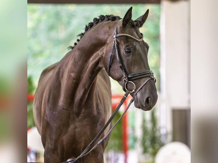 KWPN Castrone 3 Anni 175 cm Morello in Mnster-Handorf