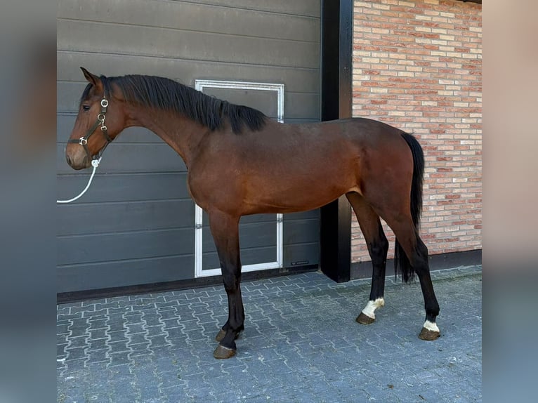 KWPN Castrone 3 Anni 176 cm Baio in Schömberg