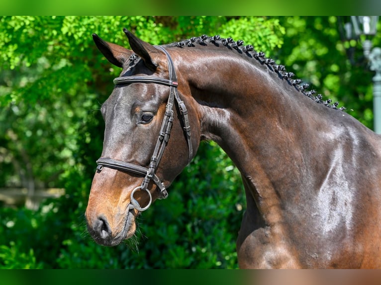 KWPN Castrone 3 Anni Baio in WK Heerde