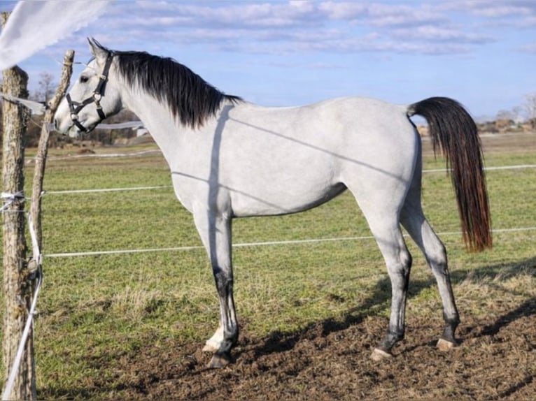 KWPN Castrone 3 Anni Grigio in Szarvas