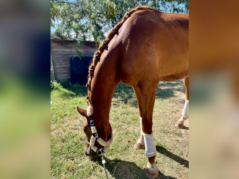 KWPN Castrone 3 Anni Sauro scuro in Saint-Aunès