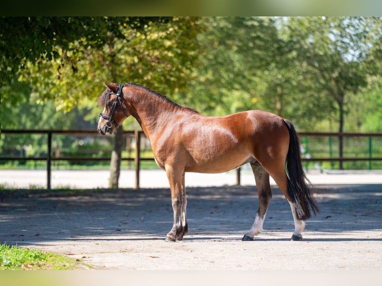 KWPN Castrone 4 Anni 121 cm Baio in Kaulille