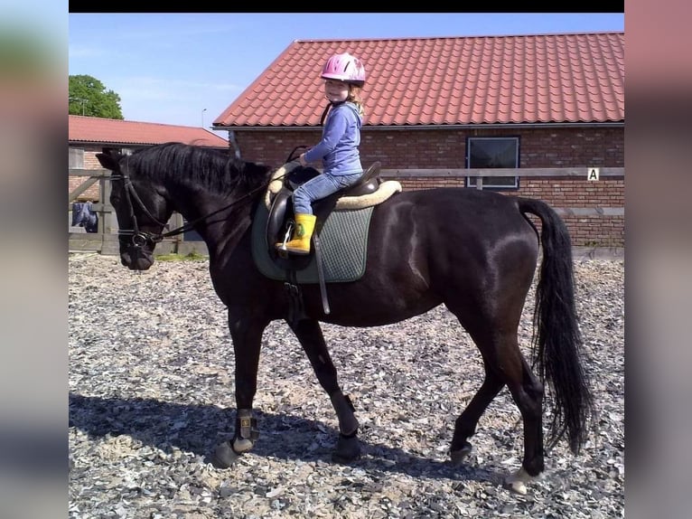 KWPN Castrone 4 Anni 155 cm Morello in Venray