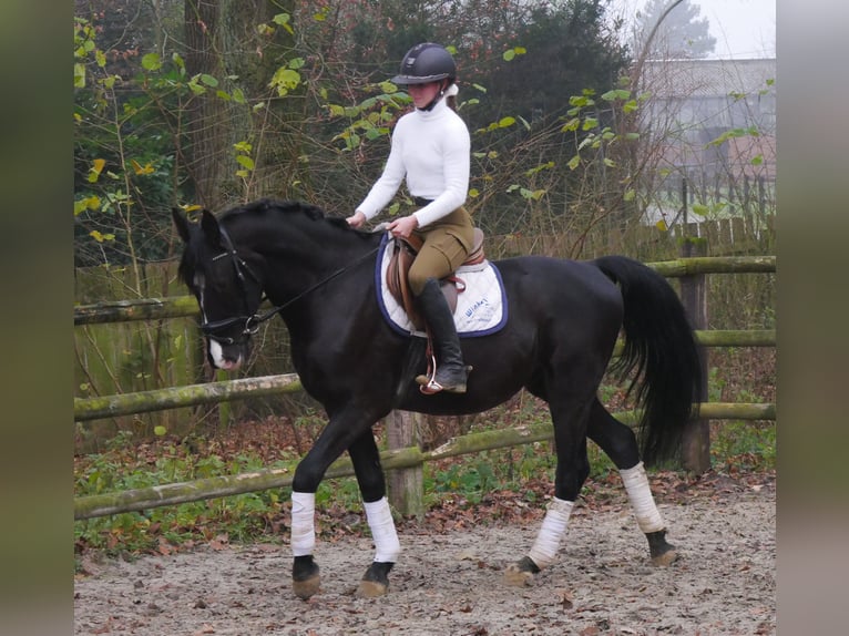 KWPN Mix Castrone 4 Anni 155 cm Morello in Dorsten