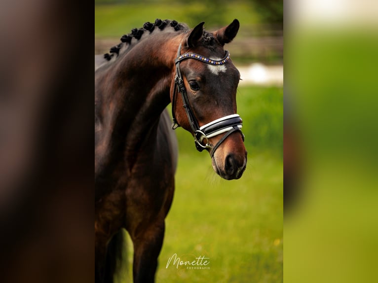 KWPN Castrone 4 Anni 158 cm Baio in Nieuw-Vennep