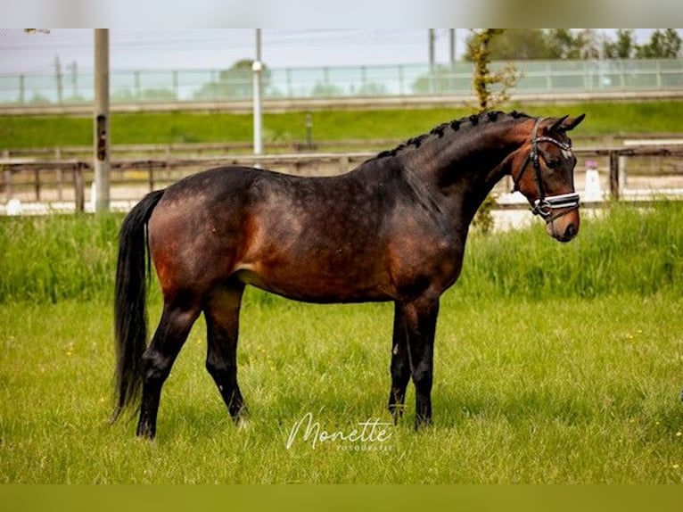 KWPN Castrone 4 Anni 158 cm Baio in Nieuw-Vennep