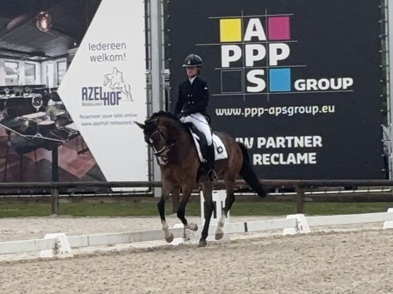 KWPN Castrone 4 Anni 160 cm Baio in Lier